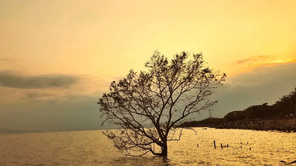 [最美的风景在路上] 顽强的红树林 Life's Hard