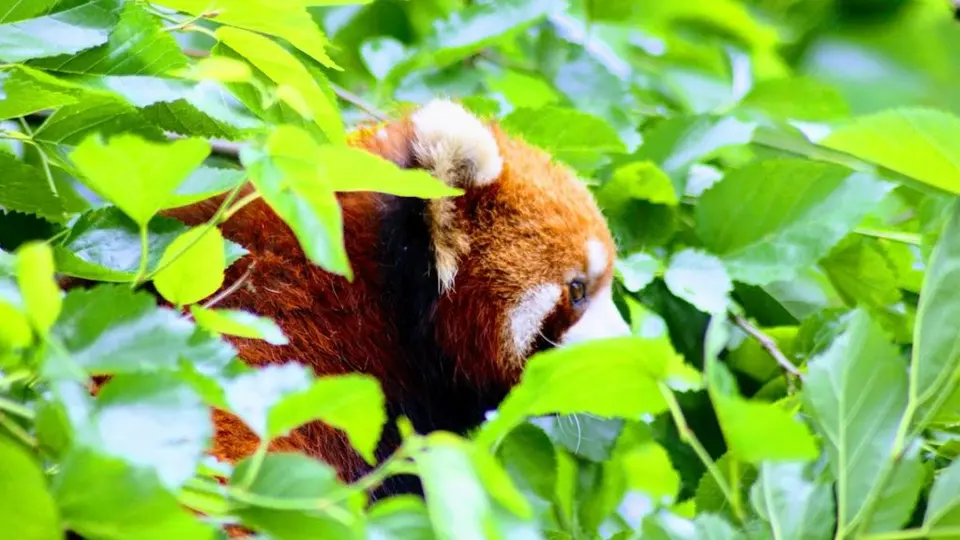 [最美的风景在路上]小熊猫-red panda