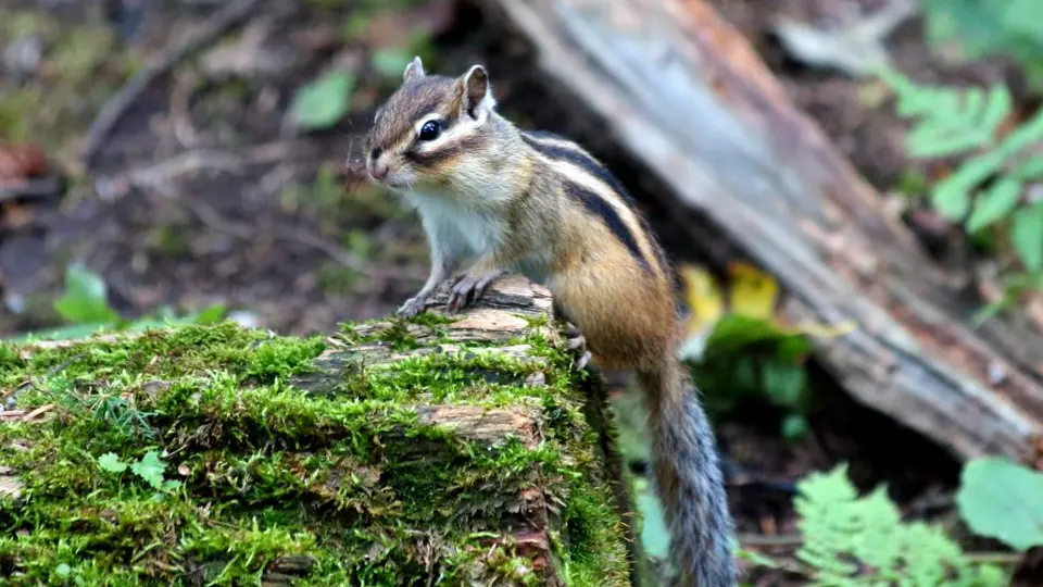 [最美的风景在路上]Squirrel in the forest 小松鼠